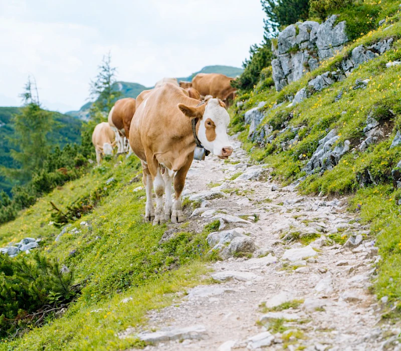 Sommerurlaub im Salzburger Land